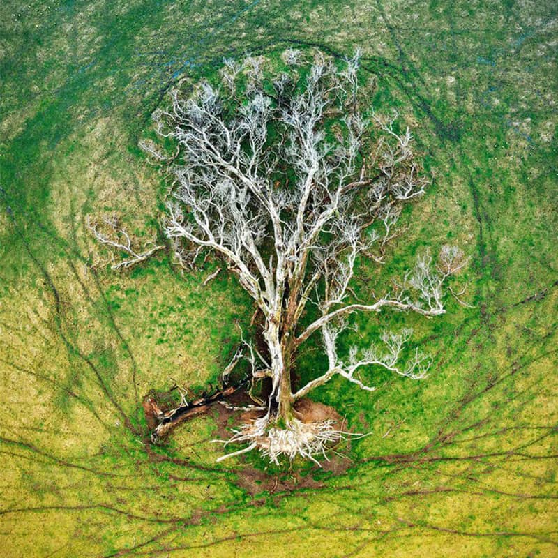 عکس هوایی از درختی از ریشه درآمده 