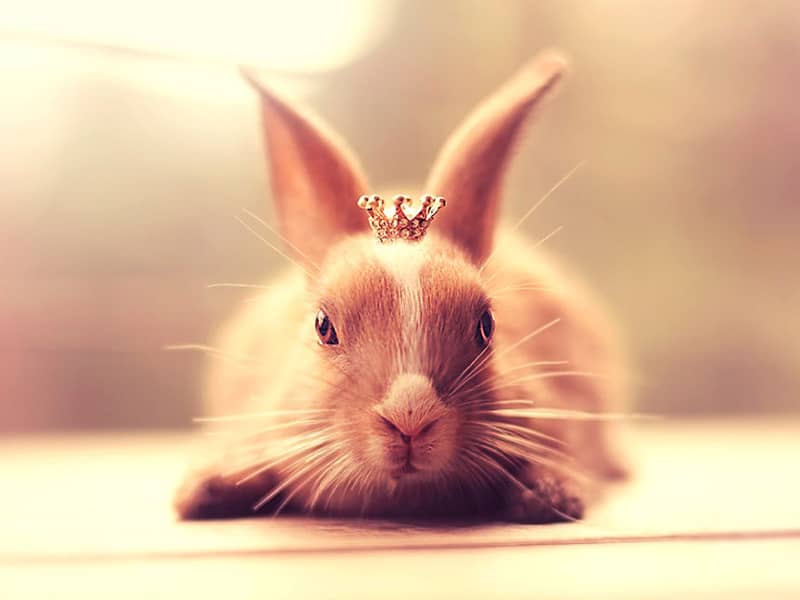 خرگوشی با تاج طلا