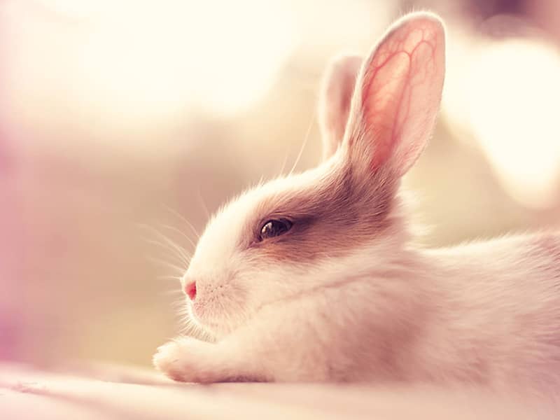 خرگوشی سفید در حال استراحت