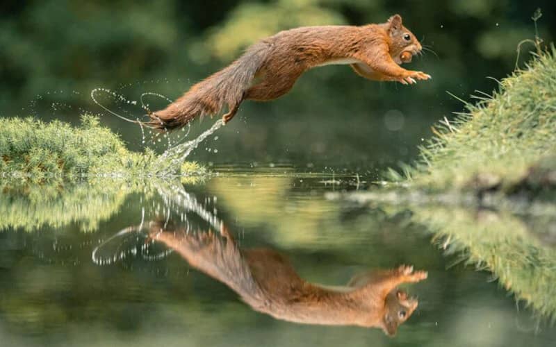 انعکاس تصویر سنجاب در آب