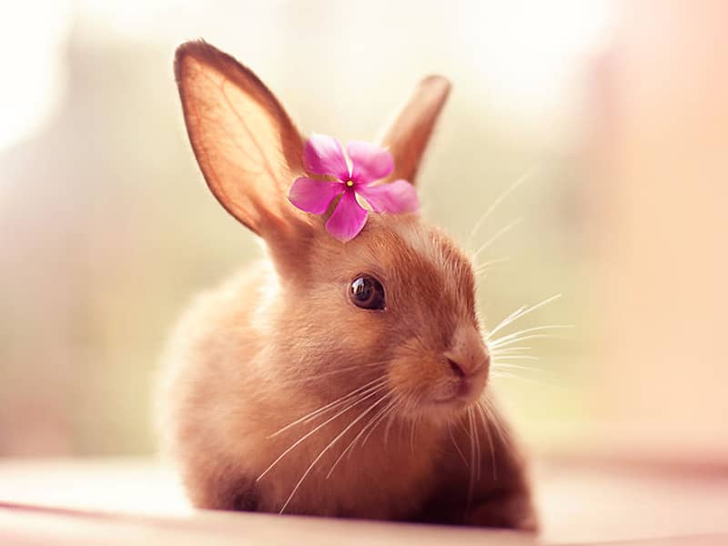 خرگوشی با گل بنفش روی سرش