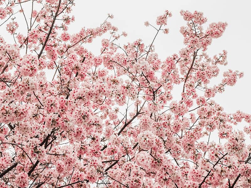 شکوفه صورتی درختان در بهار
