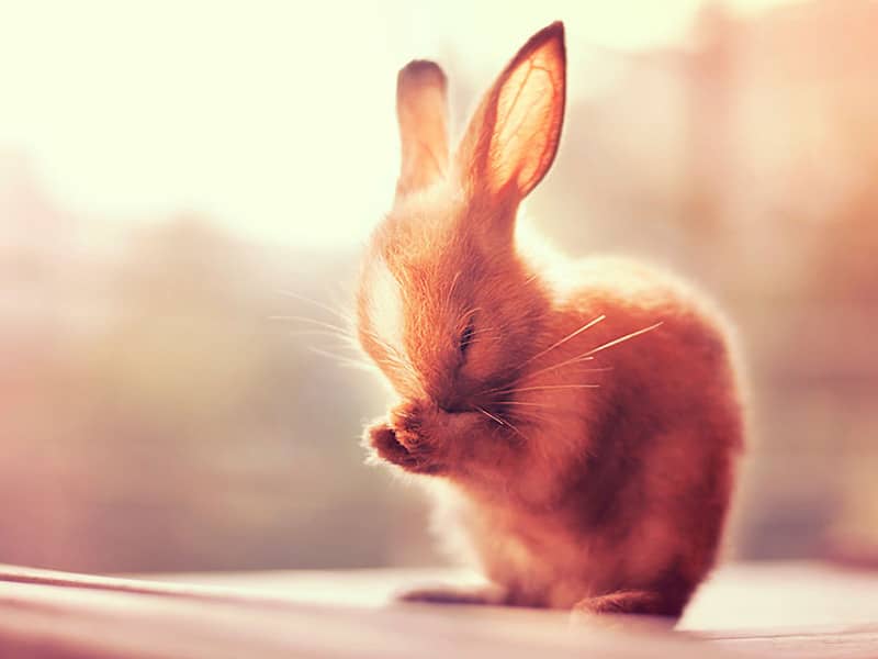 عکس خرگوشی کوچک