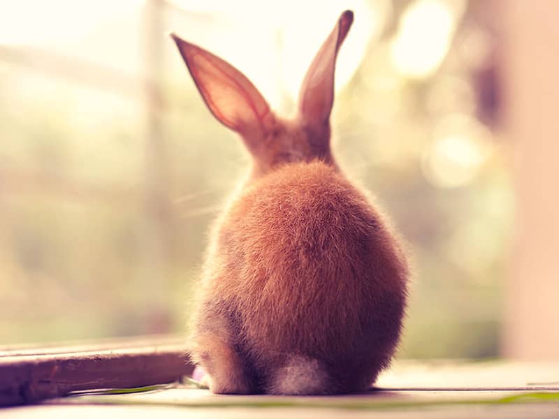 عکسی از پشت یک خرگوش