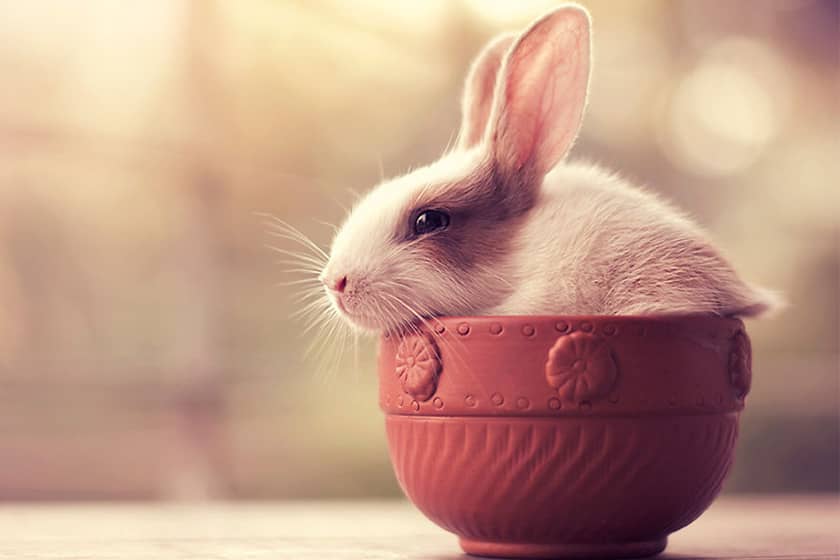 تصاویری بامزه از خرگوش های پشمالو، نماد سال 1402