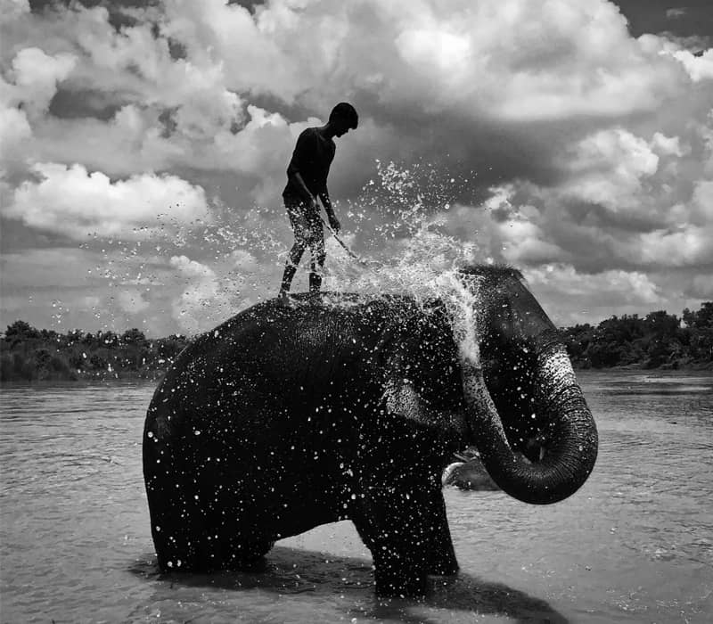 عکس سیاه و سفید از مردی در حال حمام فیل