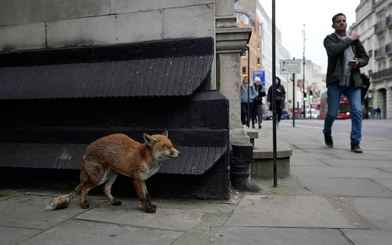 روباهی در خیابانی شلوغ