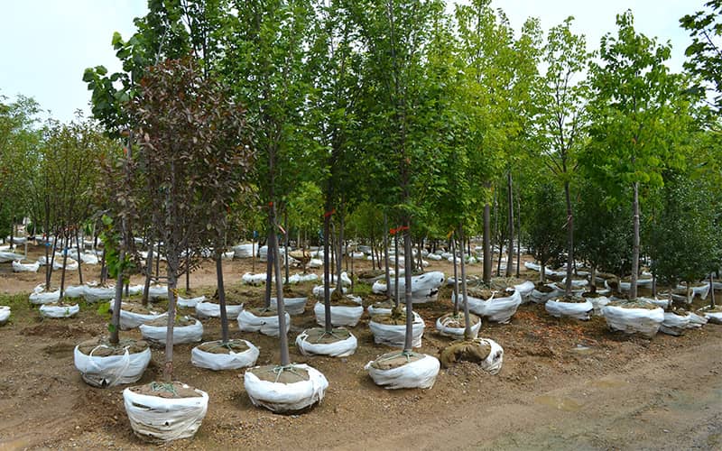 تعداد زیادی درخت برای کاشت در روز درختکاری