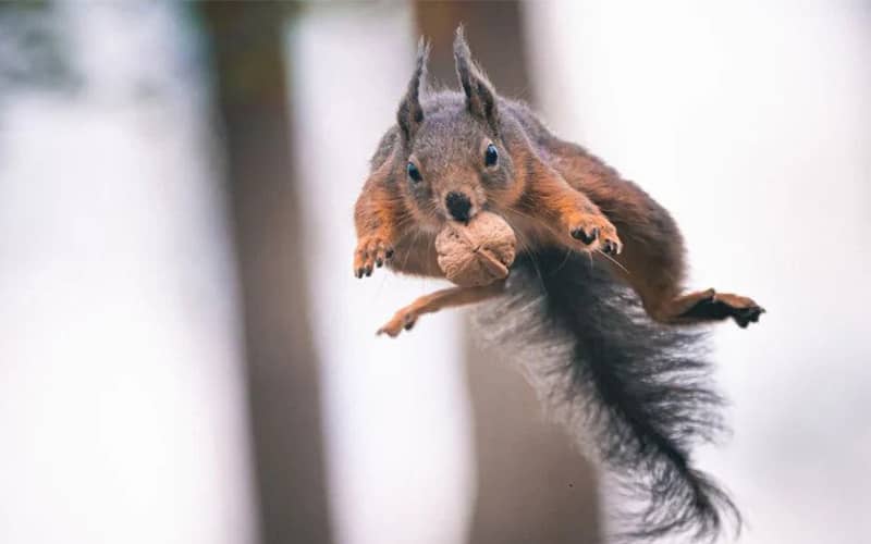 پرواز سنجاب با گردویی در دهان