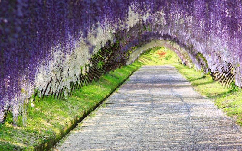 تونلی از درختان ویستریا در ژاپن