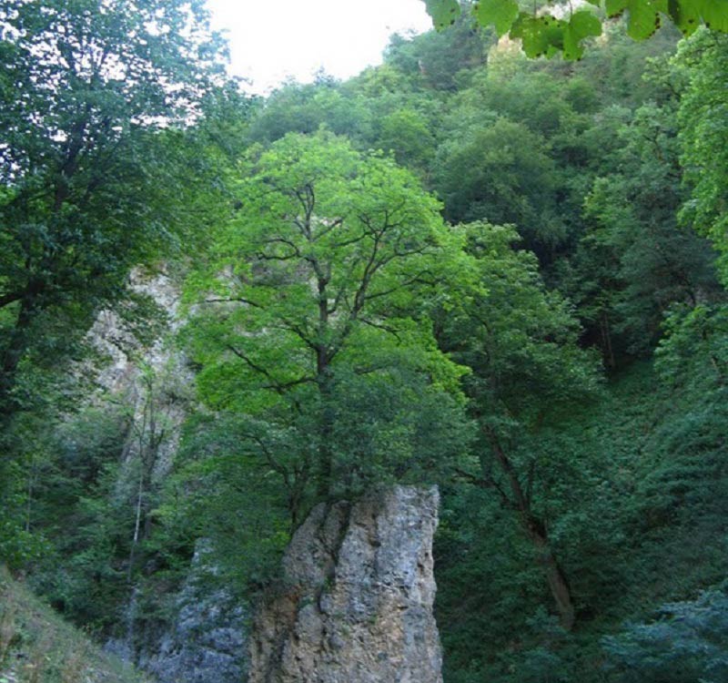 منطقه حفاظت‌شده بلس کوه 