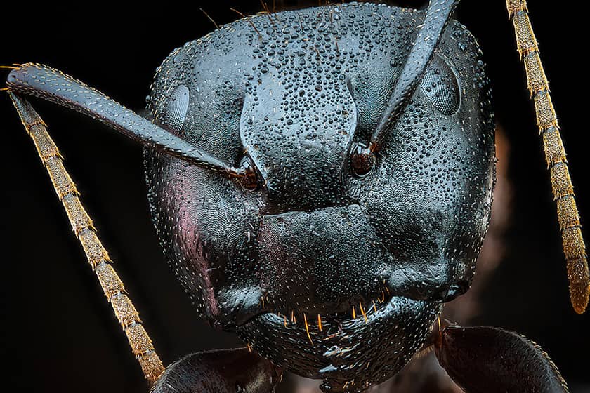 تصاویر ترسناک مورچه‌ها در نقاب هیولا 