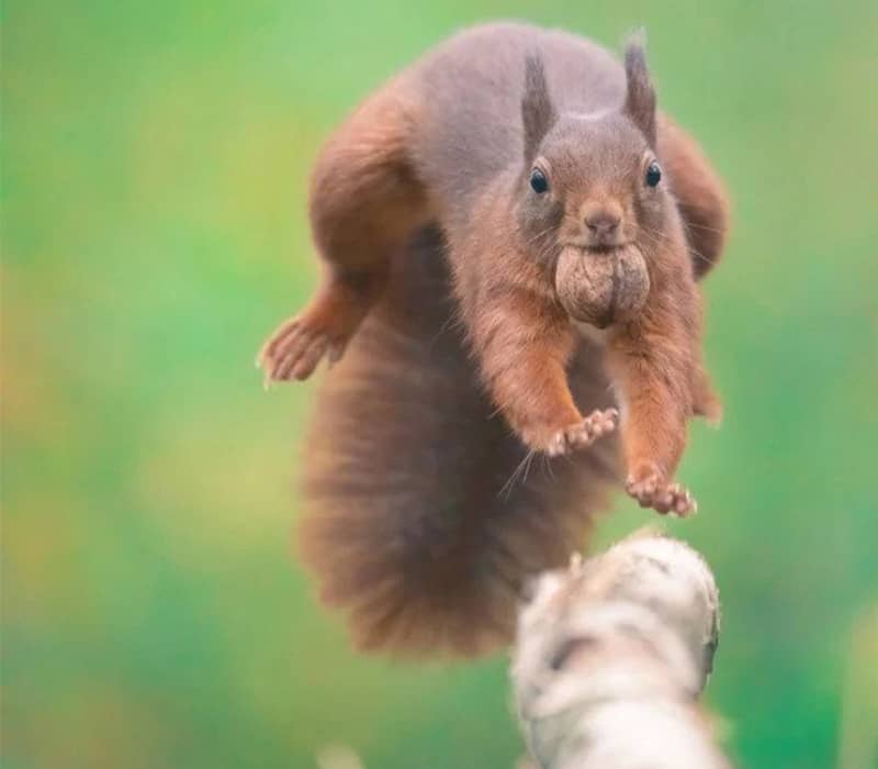 سنجابی در حال دویدن روی شاخه درخت