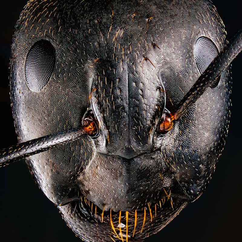 عکاسی ماکرو از پرتره مورچه