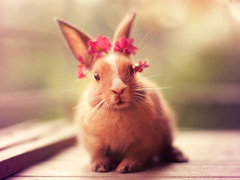 تاج گل روی سر خرگوش