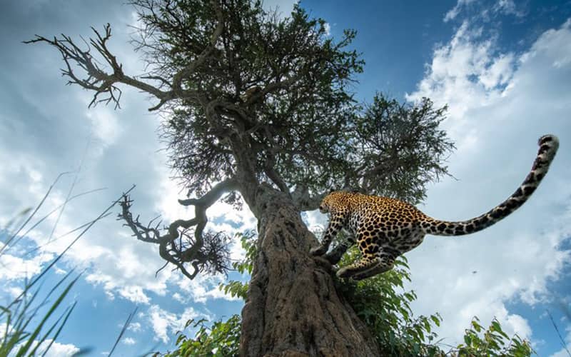 بالارفتن یوزپلنگ از درخت