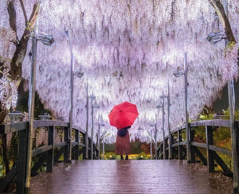 پلی چوبی زیر درختان ویستریا در ژاپن