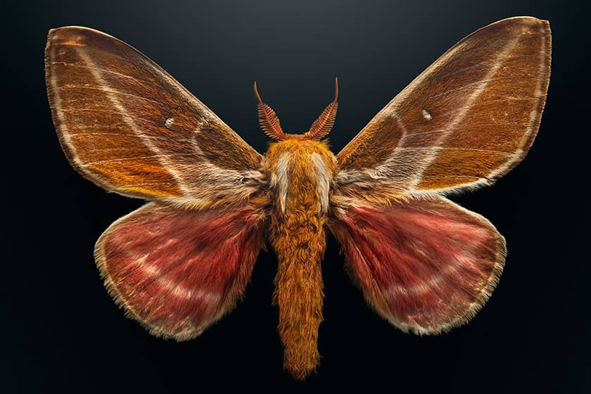 دنیای زیبای حشرات، نمایش طرح و نقش و رنگ در قاب تصویر