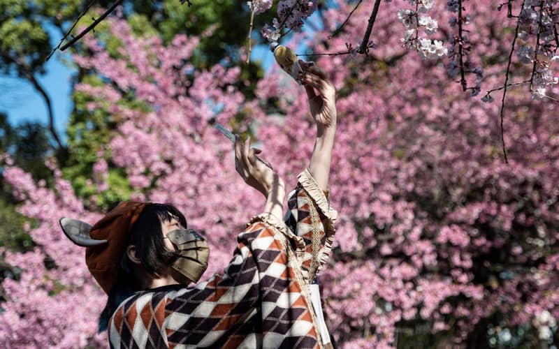 زنی در حال عکاسی از شکوفه های گیلاس