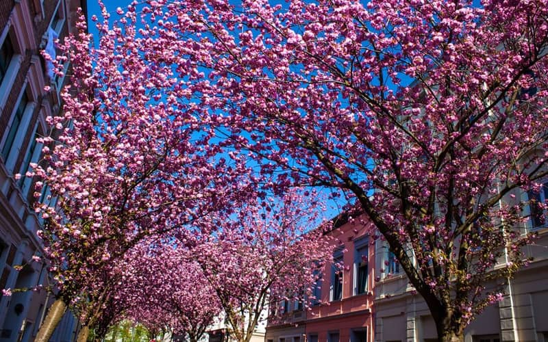 درختان شکوفه های گیلاس به رنگ صورتی