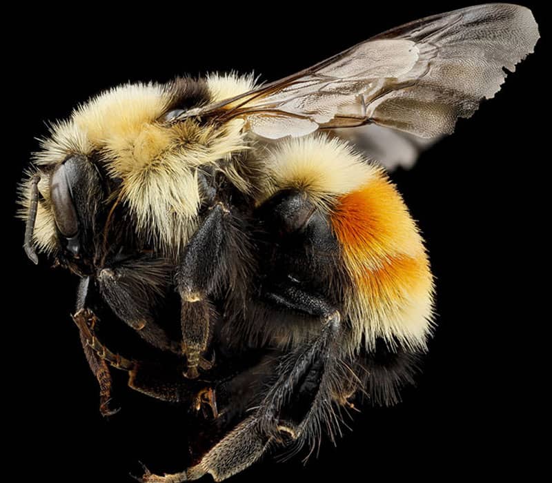 عکس زنبوری زردرنگ