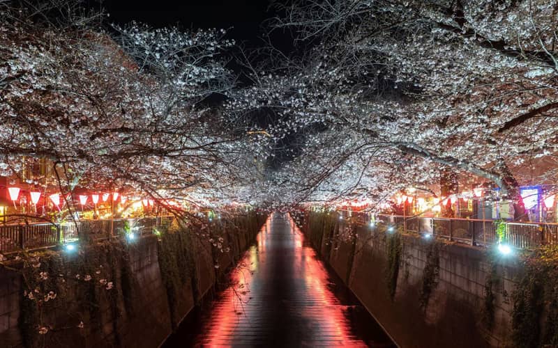 شکوفه های گیلاس بر فراز یک رودخانه در ژاپن