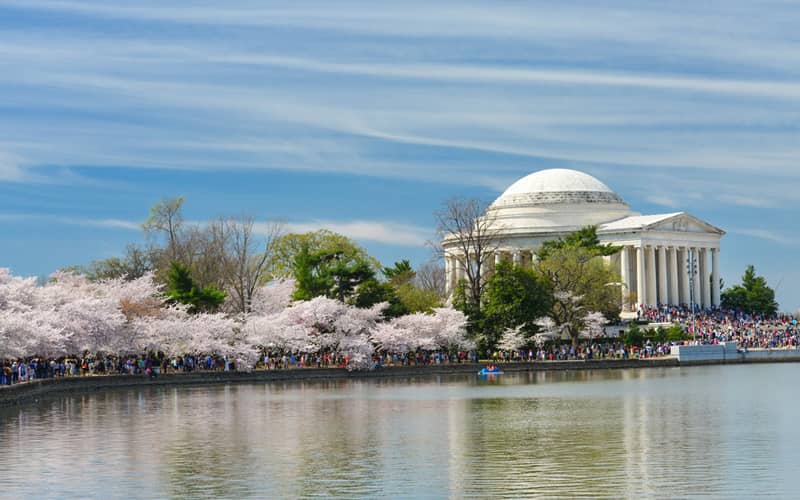 شکوفه های گیلاس در واشنگتن