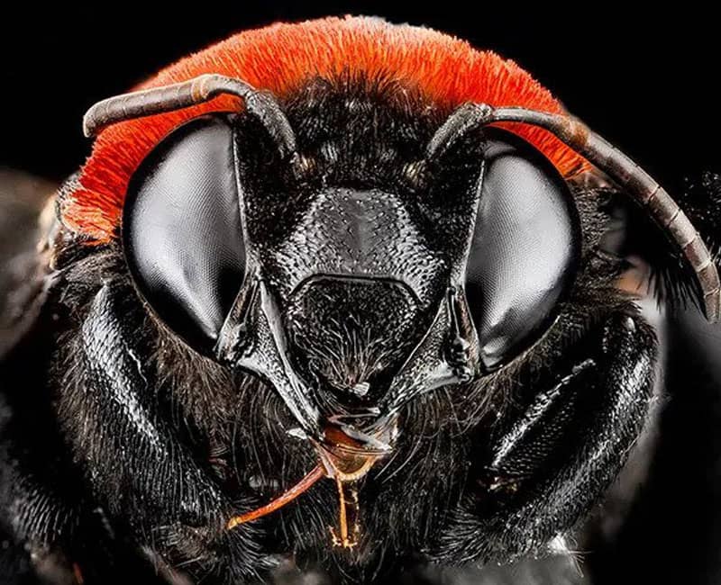 پرتره زنبوری با سر سرخ