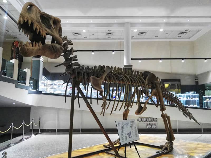 اسکلت یک دایناسور در موزه علوم زمین