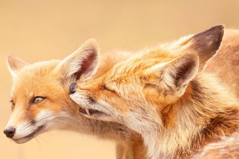 تصاویر دیدنی از زندگی عاشقانه روباه‌ها