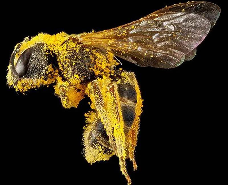 زنبوری با گرده گل روی بدنش