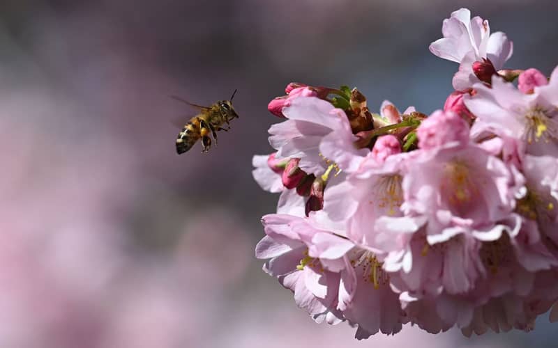 زنبوری در نزدیکی شکوفه های گیلاس