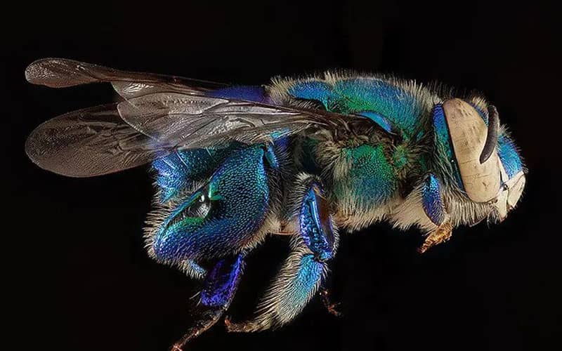 عکس ماکرو از زنبوری به رنگ سبز و آبی