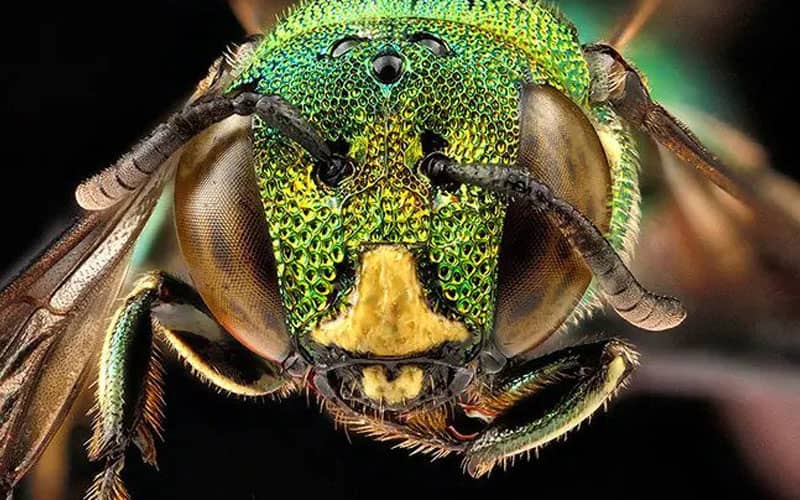 پرتره زنبوری با سر سبزرنگ