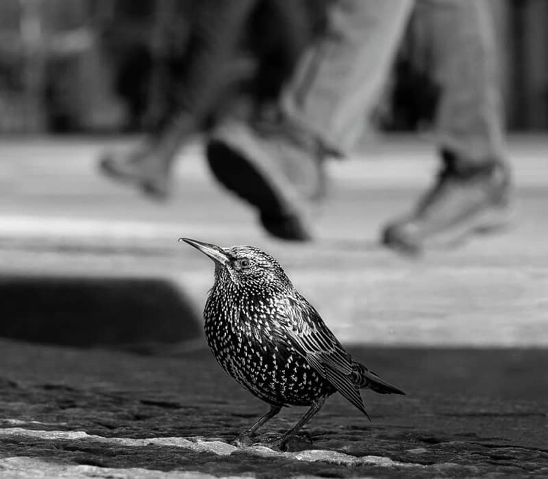 عکس سیاه و سفید از یک پرنده کوچک در خیابان