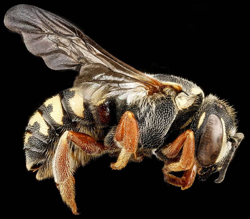 عکس نیمرخ یک زنبور