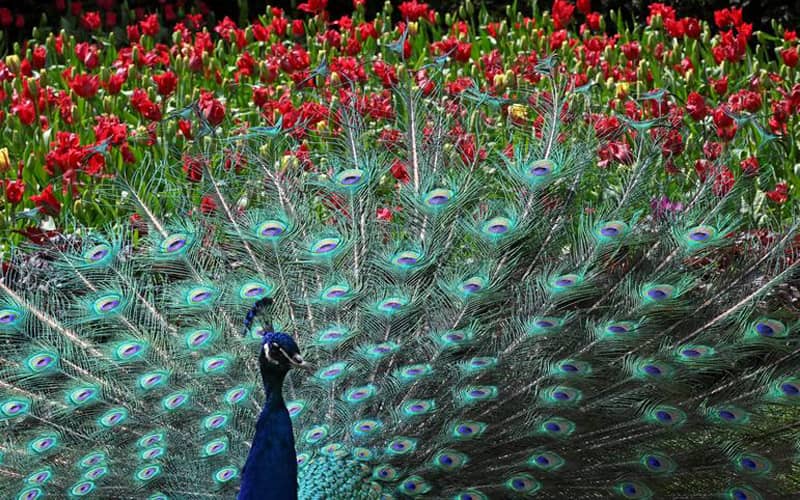 طاووسی در میان گل‌های رنگارنگ