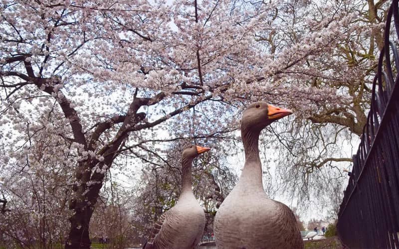 دو غاز زیر درختانی با شکوفه های بهاری
