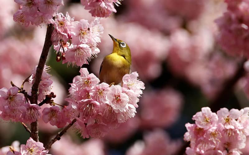 پرنده ای در میان شکوفه های گیلاس