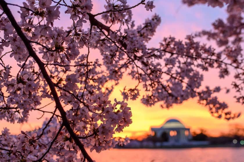 تصاویر چشم‌نواز شکوفه‌های گیلاس در گوشه و کنار دنیا