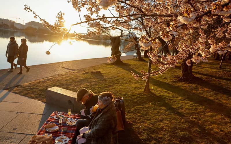 زوجی در حال صرف صبحانه در زیر شکوفه های گیلاس