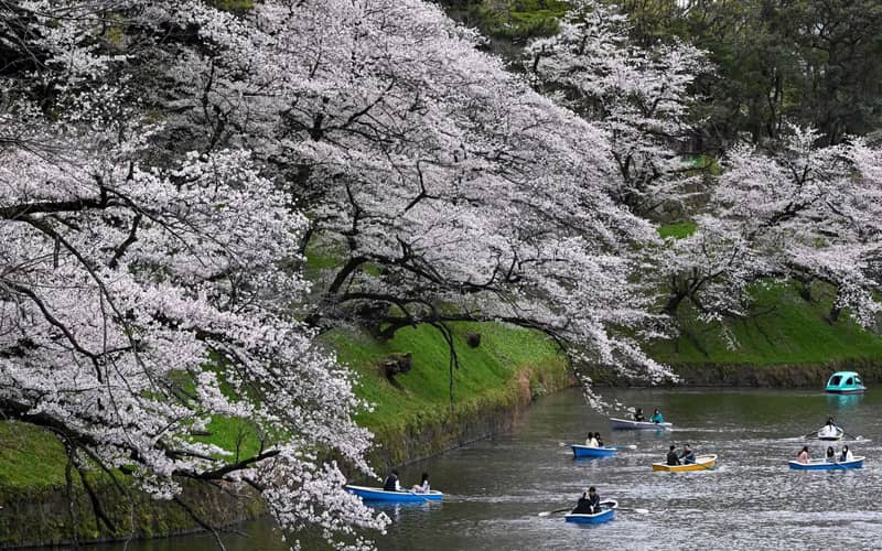 قایق سواری در کنار شکوفه های گیلاس