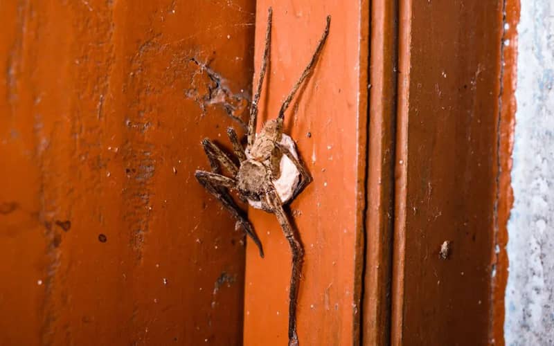 عکس یک عنکبوت در حال حمل  پوسته تخم مرغ