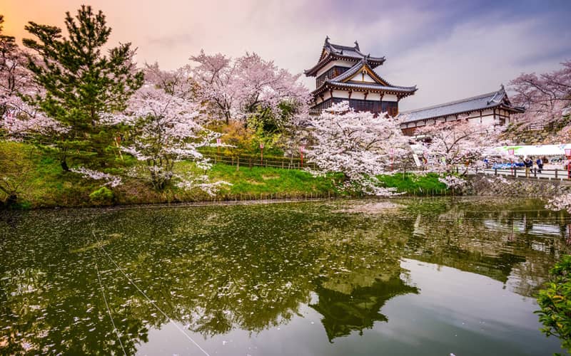 عمارتی ژاپنی در میان شکوفه های گیلاس