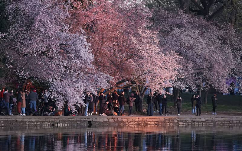 تردد مردم از میان درختان شکوفه های گیلاس