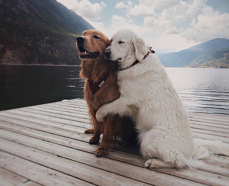 دو سگ در آغوش هم