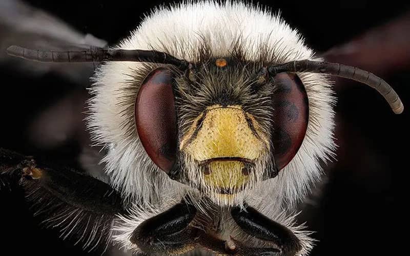 پرتره زنبوری با موهای سفیدرنگ