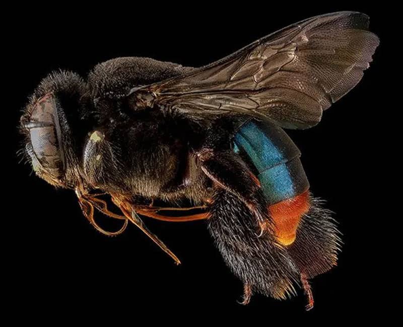 تصویر زنبوری به رنگ سیاه و آبی