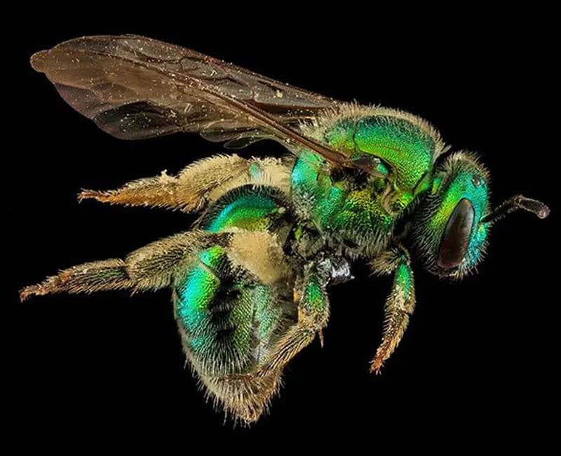 عکس زنبوری سبزرنگ