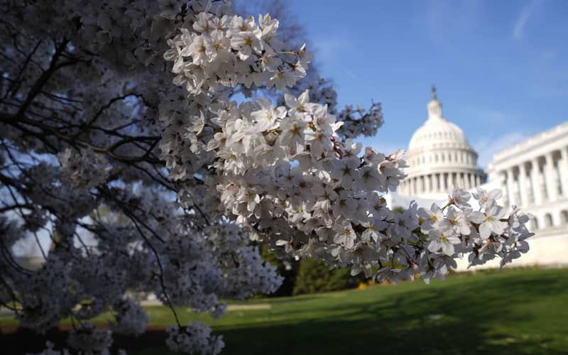 شکوفه های گیلاس در محوطه کاخ سفید